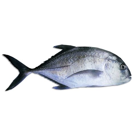 talakitok fish|Talakitok / Trevally / Jack .